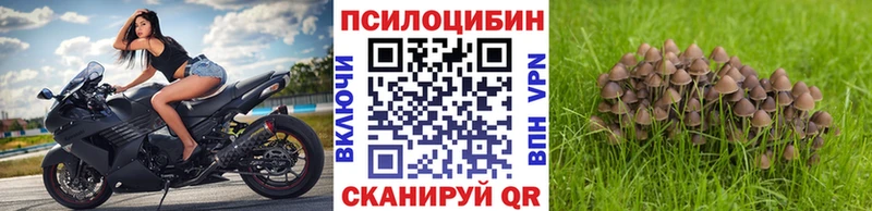 Псилоцибиновые грибы Cubensis  Тбилисская 